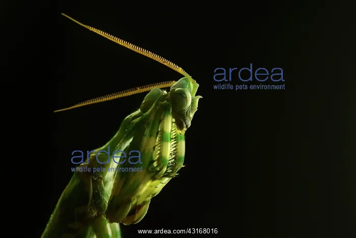 : Devil's Flower Mantis : Devil's Flower Mantis