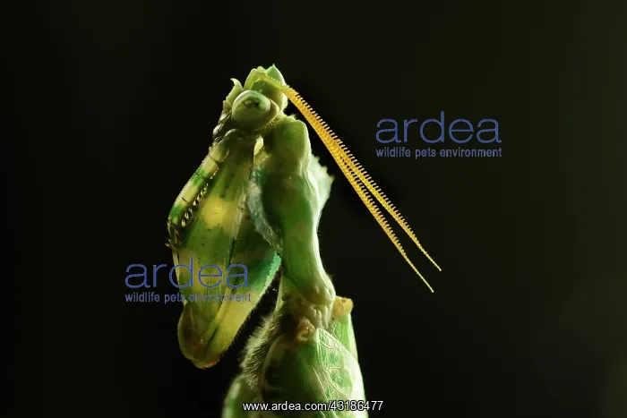 : Devil's Flower Mantis : Devil's Flower Mantis