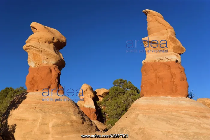 : Devil's Garden - petrified sand dunes, Hoodoos : Devil's Garden - petrified sand dunes, Hoodoos
