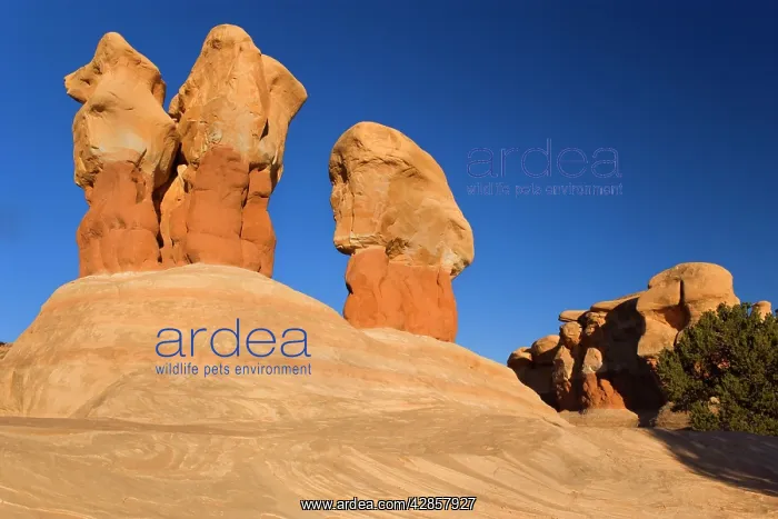 : Devil's Garden - petrified sand dunes, Hoodoos : Devil's Garden - petrified sand dunes, Hoodoos