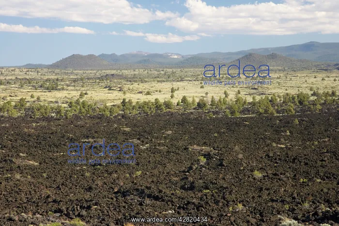 : Devils Homestead Lava Flow : Devils Homestead Lava Flow