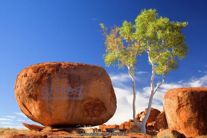 : Devils Marbles - a Ghost Gum and a nearly perfectly : Devils Marbles - a Ghost Gum and a nearly perfectly