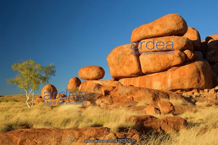 : Devils Marbles - a ghost gum tree and three balanced : Devils Marbles - a ghost gum tree and three balanced