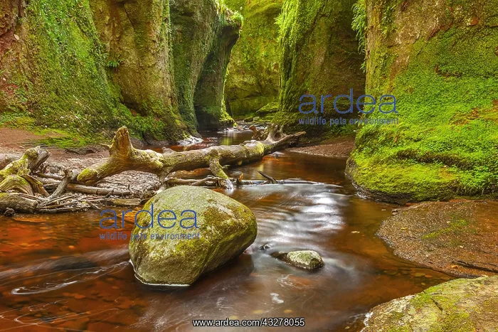 : Devils Pulpit - narrow gorge with moss covered walls : Devils Pulpit - narrow gorge with moss covered walls