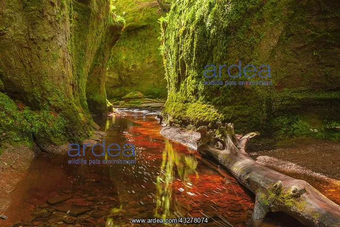 : Devils Pulpit - narrow gorge with moss covered walls : Devils Pulpit - narrow gorge with moss covered walls