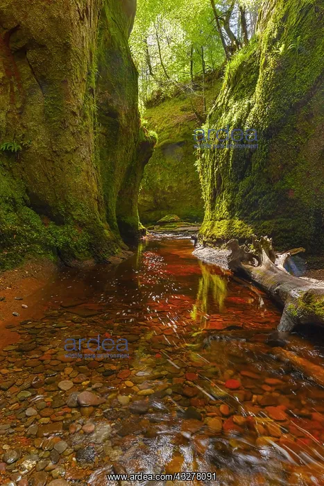 : Devils Pulpit - narrow gorge with moss covered walls : Devils Pulpit - narrow gorge with moss covered walls