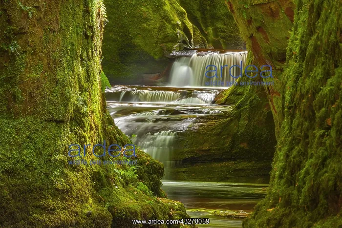 : Devils Pulpit - water of Carnock Burn cascades over : Devils Pulpit - water of Carnock Burn cascades over