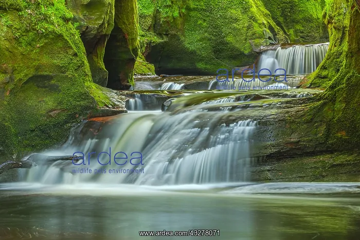 : Devils Pulpit - water of Carnock Burn cascades over : Devils Pulpit - water of Carnock Burn cascades over