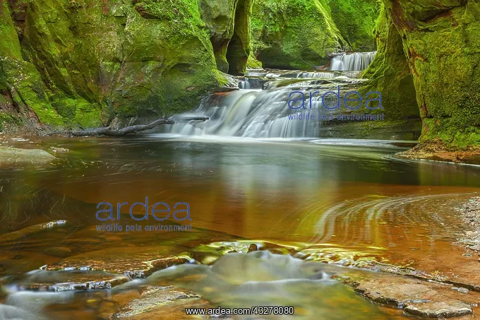 : Devils Pulpit - water of Carnock Burn cascades over : Devils Pulpit - water of Carnock Burn cascades over