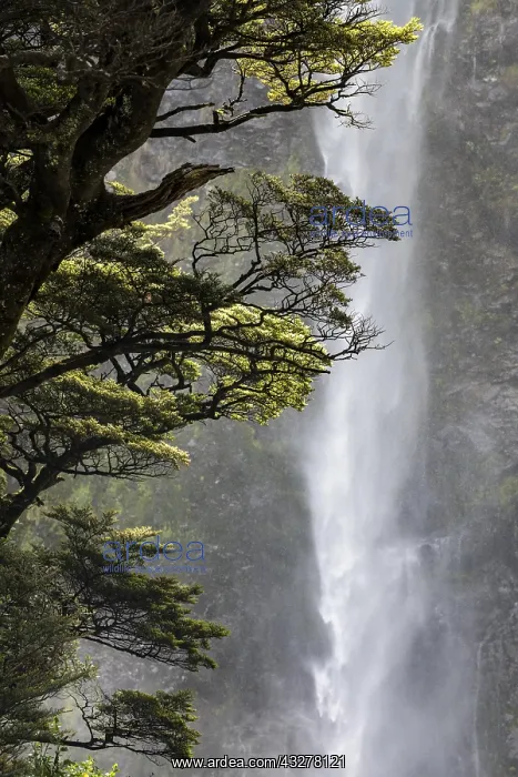 : Devil's Punchbowl Waterfall, Arthur's Pass National : Devil's Punchbowl Waterfall, Arthur's Pass National
