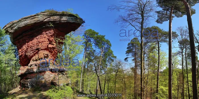 : The Devils Table at the Old Castle Rocks near Eppenbrunn : The Devils Table at the Old Castle Rocks near Eppenbrunn