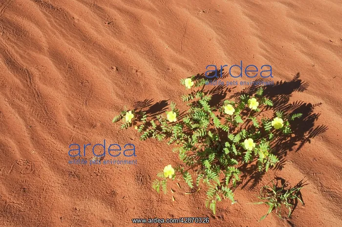 : Devil's Thorn - blooming at a sand dune : Devil's Thorn - blooming at a sand dune