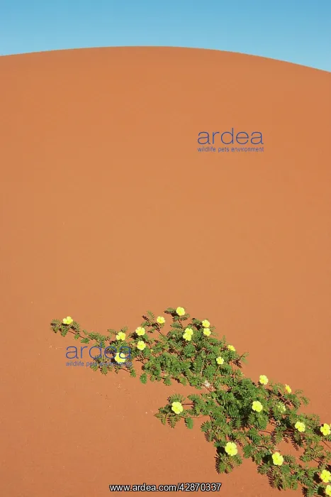 : Devil's Thorn - blooming at a sand dune : Devil's Thorn - blooming at a sand dune