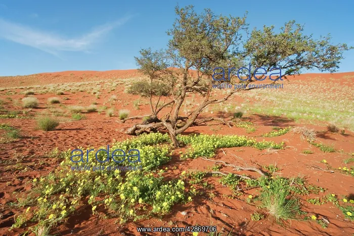: Devil's Thorn and Camelthorn Tree (Acacia erioloba) : Devil's Thorn and Camelthorn Tree (Acacia erioloba)