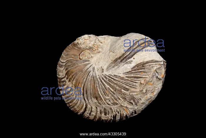 : Devil's Toenail Oyster Gryphaea - British Jurassic : Devil's Toenail Oyster Gryphaea - British Jurassic