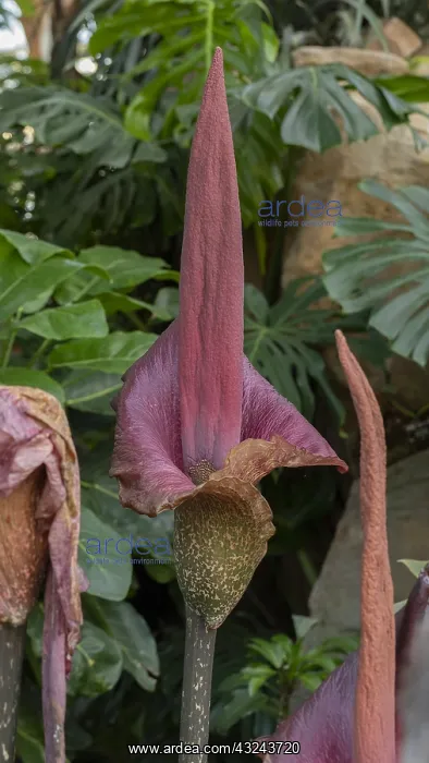 : Devil's Tongue, Umbrella Arum, Leopard Palm, Snake : Devil's Tongue, Umbrella Arum, Leopard Palm, Snake