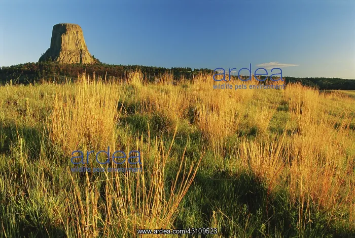 : Devils Tower : Devils Tower