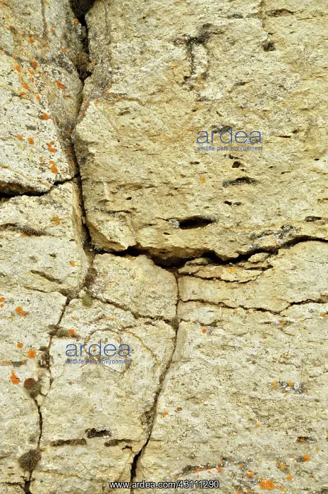 : Devine Canyon Ash-flow Tuff : Devine Canyon Ash-flow Tuff