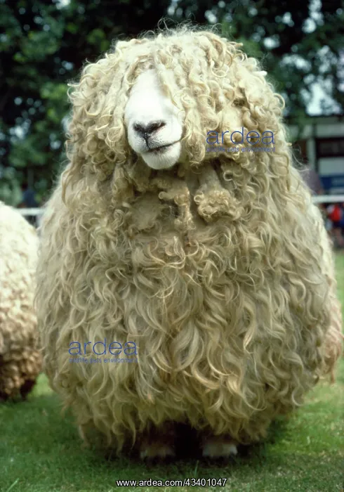 : Devon & Cornwall Longwool SHEEP : Devon & Cornwall Longwool SHEEP