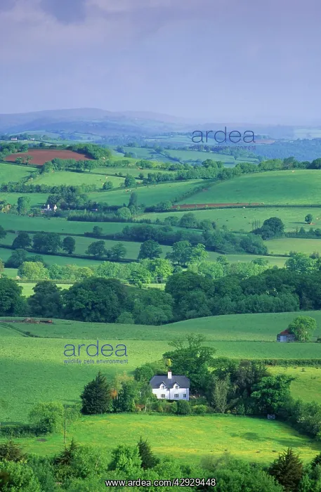 : DEVON - Cottage amidst hedgerow landscape : DEVON - Cottage amidst hedgerow landscape