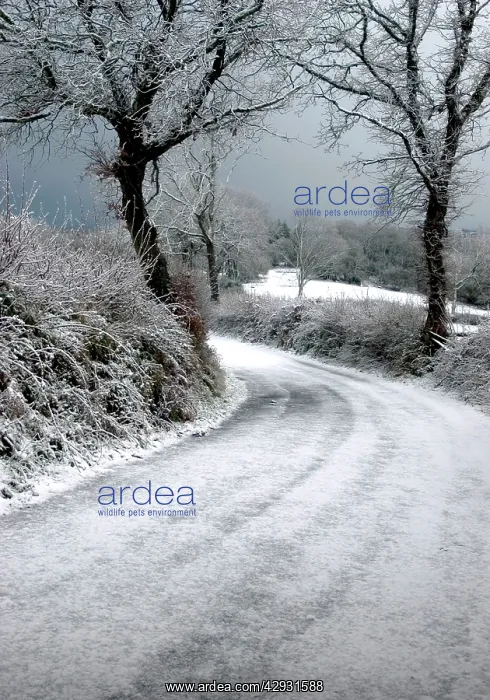 : DEVON - country lane after a snow storm : DEVON - country lane after a snow storm