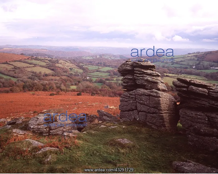 : DEVON - Dartmoor, Haytor Down : DEVON - Dartmoor, Haytor Down