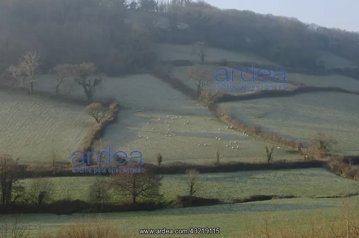 : Devon Farm Landscape : Devon Farm Landscape