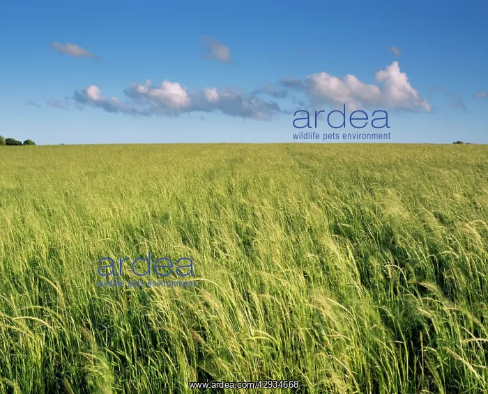  : DEVON - Grassy hilltop