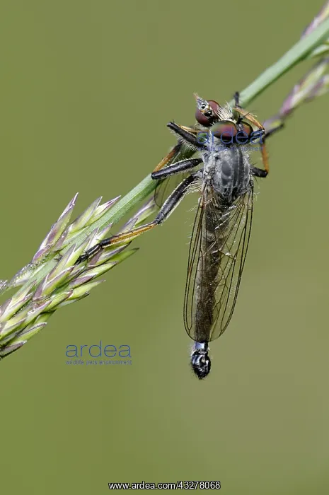 : Devon Red-legged Robberfly (Pamponerus germanic : Devon Red-legged Robberfly (Pamponerus germanic