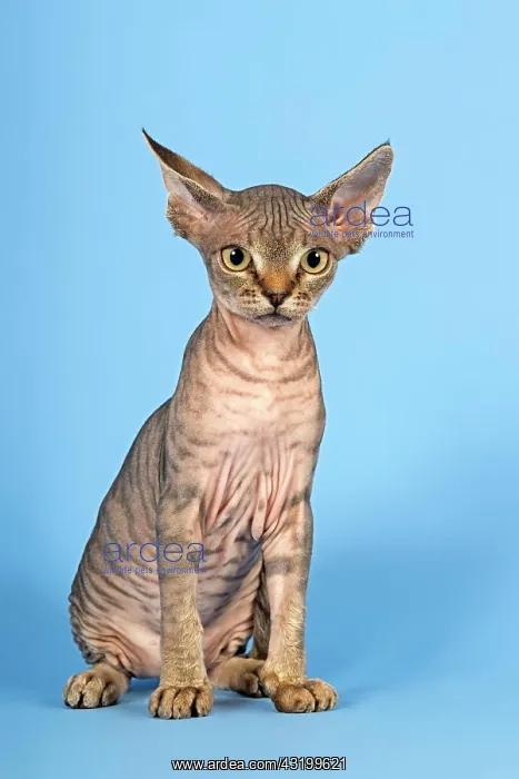 : Devon Rex, cat breed, kitten, 13 weeks, moulting : Devon Rex, cat breed, kitten, 13 weeks, moulting