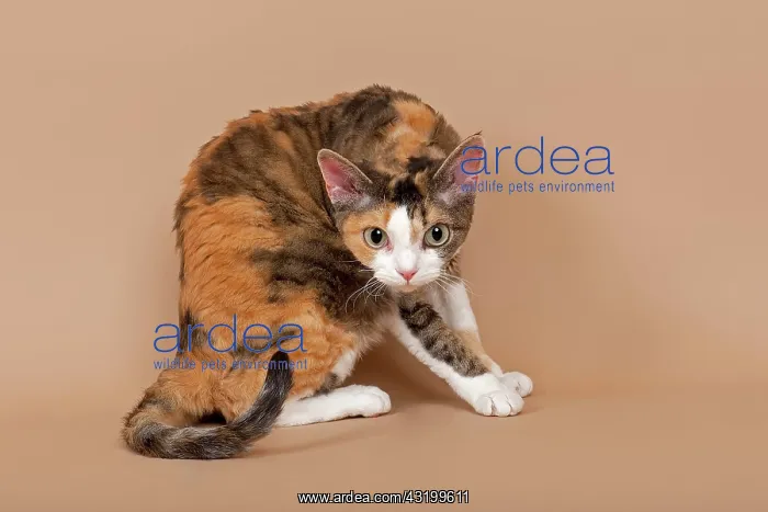 : Devon Rex, cat breed, tricolour : Devon Rex, cat breed, tricolour