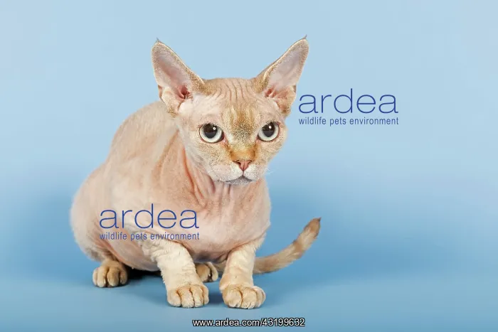 : Devon Rex cat Devon Rex Katze : Devon Rex cat Devon Rex Katze