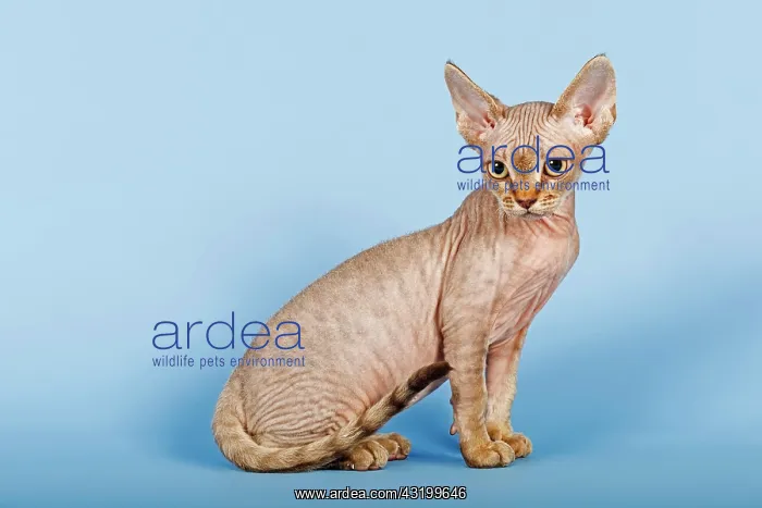 : Devon Rex cat Devon Rex Katze : Devon Rex cat Devon Rex Katze