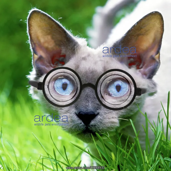 : Devon Rex Cat in the garden wearing glasses with thick lense : Devon Rex Cat in the garden wearing glasses with thick lense