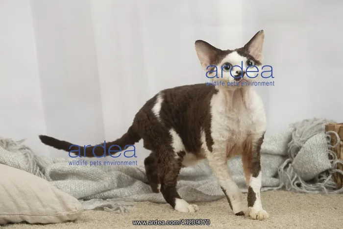 : Devon Rex Cat indoors : Devon Rex Cat indoors
