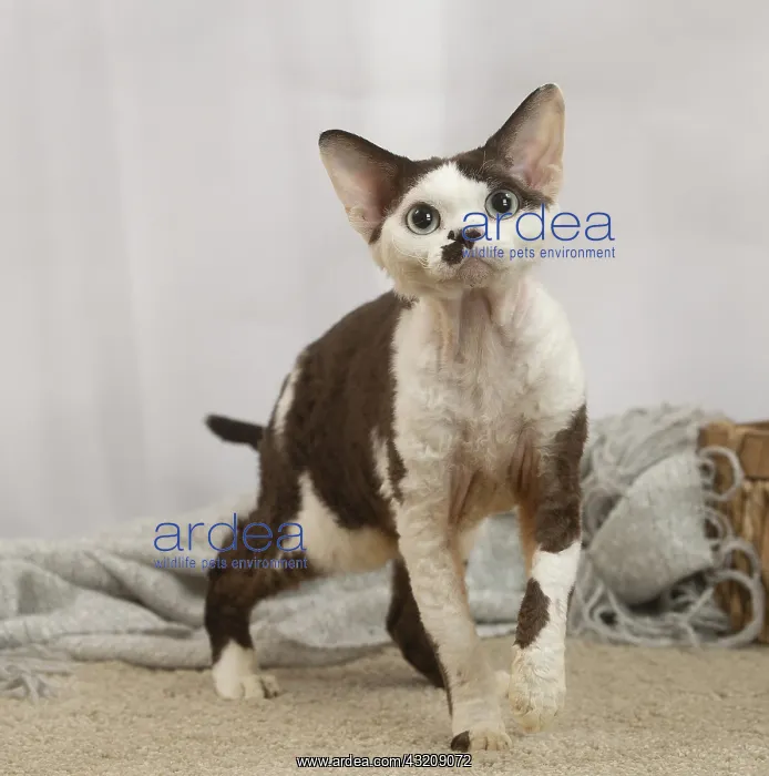 : Devon Rex Cat indoors : Devon Rex Cat indoors
