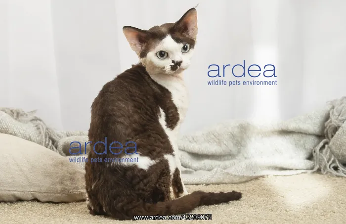 : Devon Rex Cat indoors : Devon Rex Cat indoors