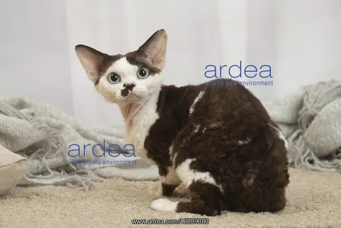: Devon Rex Cat indoors : Devon Rex Cat indoors