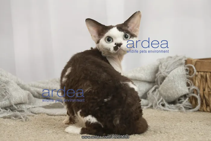 : Devon Rex Cat indoors : Devon Rex Cat indoors