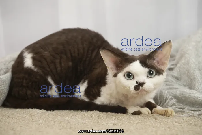 : Devon Rex Cat indoors : Devon Rex Cat indoors