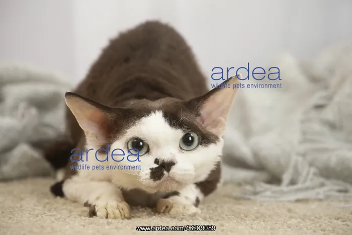 : Devon Rex Cat indoors : Devon Rex Cat indoors