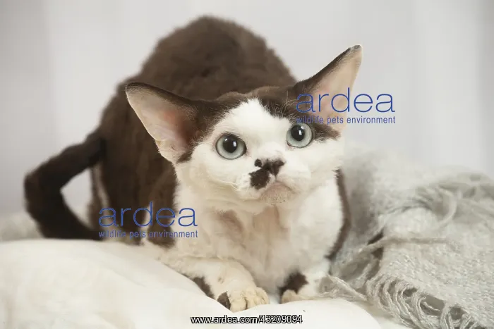 : Devon Rex Cat indoors : Devon Rex Cat indoors