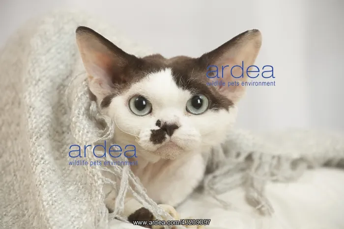  : Devon Rex Cat indoors