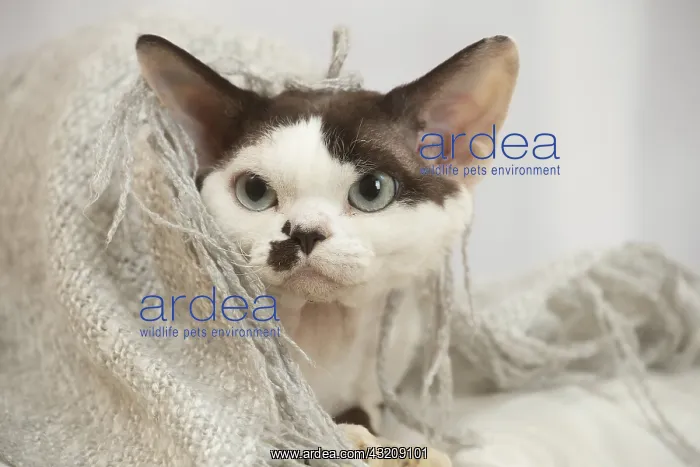 : Devon Rex Cat indoors : Devon Rex Cat indoors