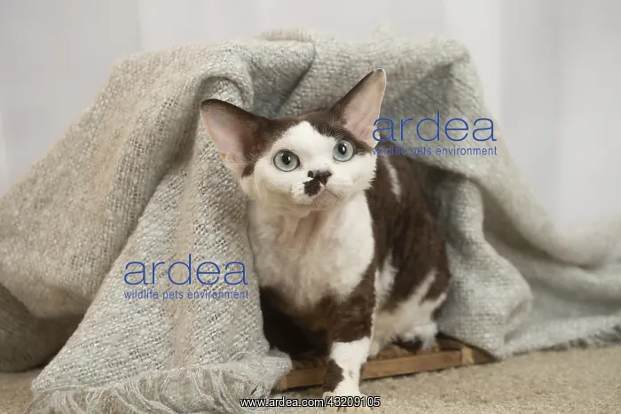 : Devon Rex Cat indoors : Devon Rex Cat indoors