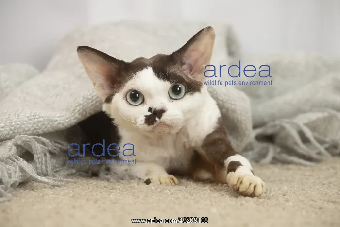 : Devon Rex Cat indoors : Devon Rex Cat indoors