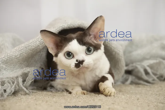 : Devon Rex Cat indoors : Devon Rex Cat indoors