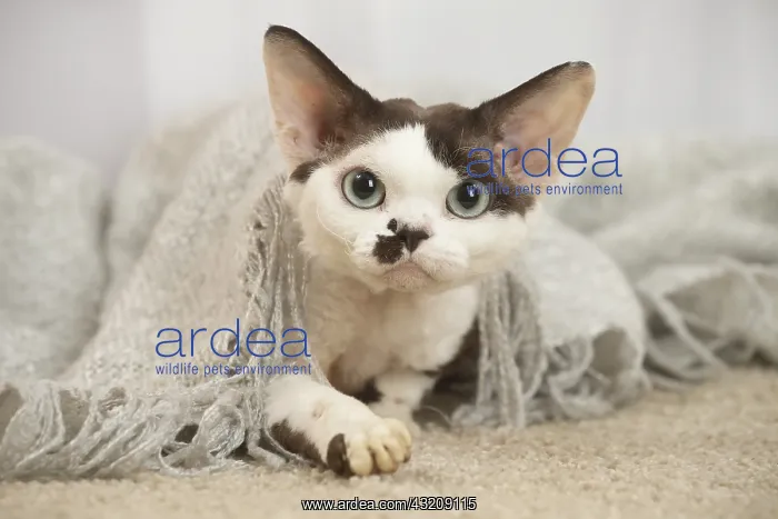 : Devon Rex Cat indoors : Devon Rex Cat indoors