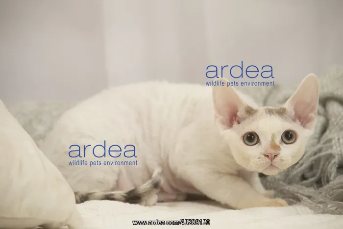 : Devon Rex Cat indoors : Devon Rex Cat indoors