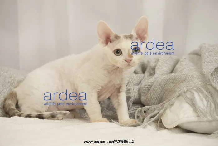 : Devon Rex Cat indoors : Devon Rex Cat indoors